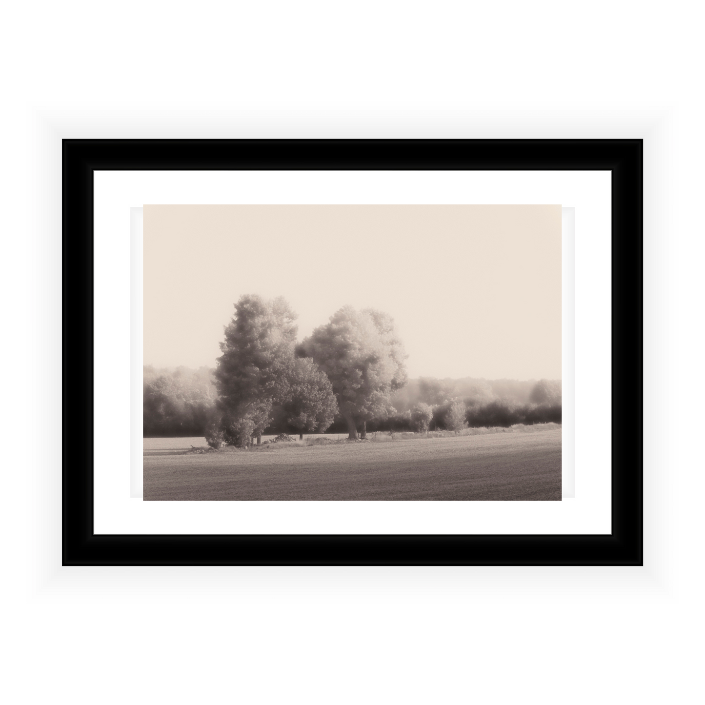 Summer Trees -Jack Clark Photography🇨🇦🇨🇦