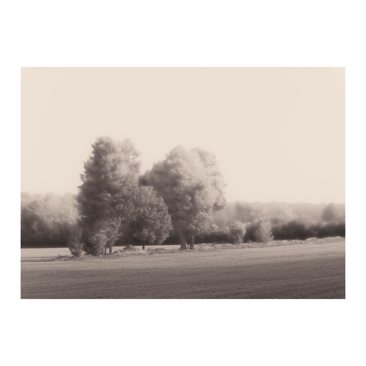 Summer Trees -Jack Clark Photography🇨🇦🇨🇦
