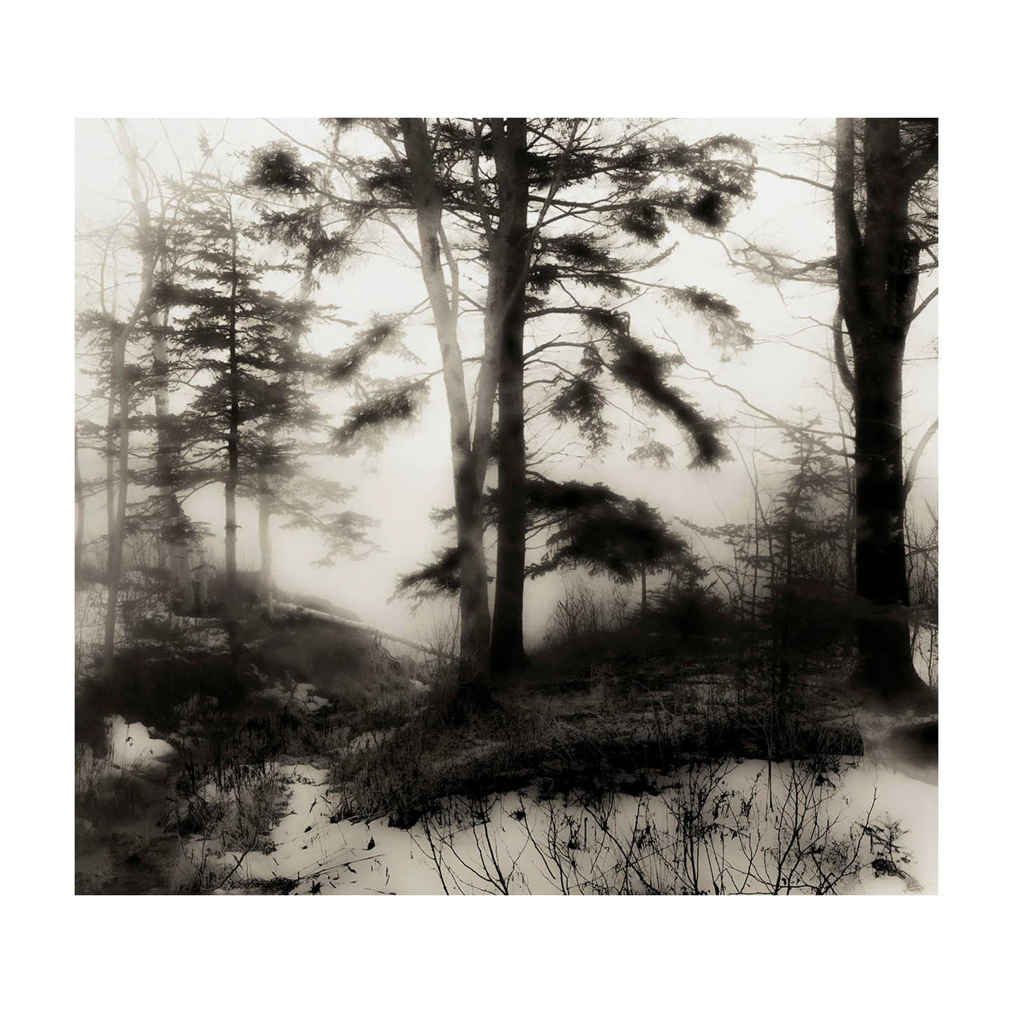 Fog Through The Trees-Jack Clark Photography🇨🇦🇨🇦