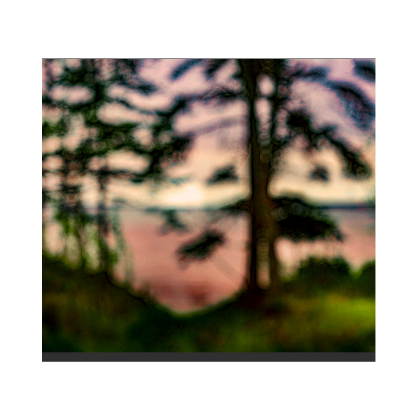 By The Sea Trees - Jack Clark Photography🇨🇦🇨🇦