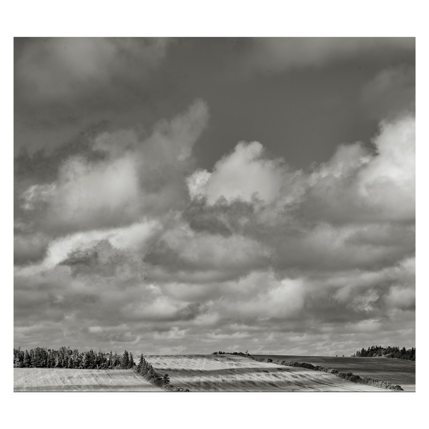 Fields of Gold-Jack Clark Photography🇨🇦🇨🇦