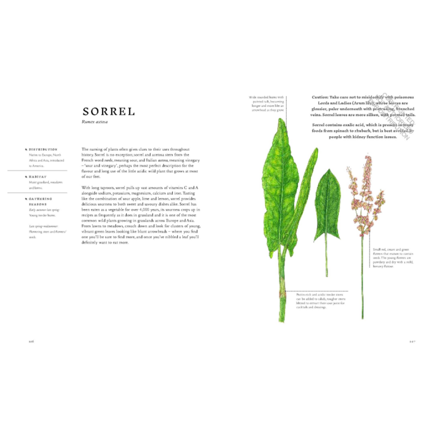 Forage