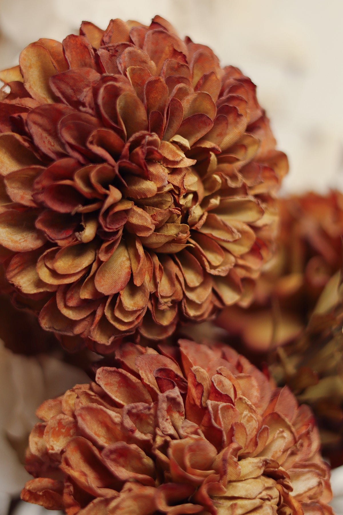 Pompon Dahlia Stem, Brown