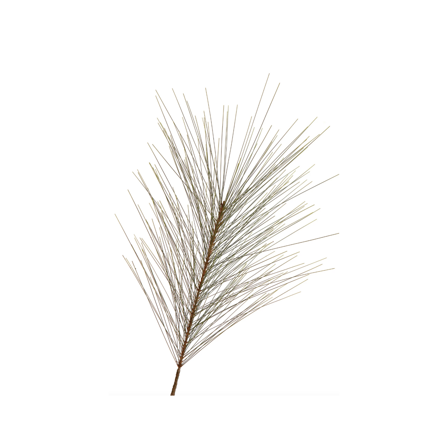Long Leaf Pine Spray