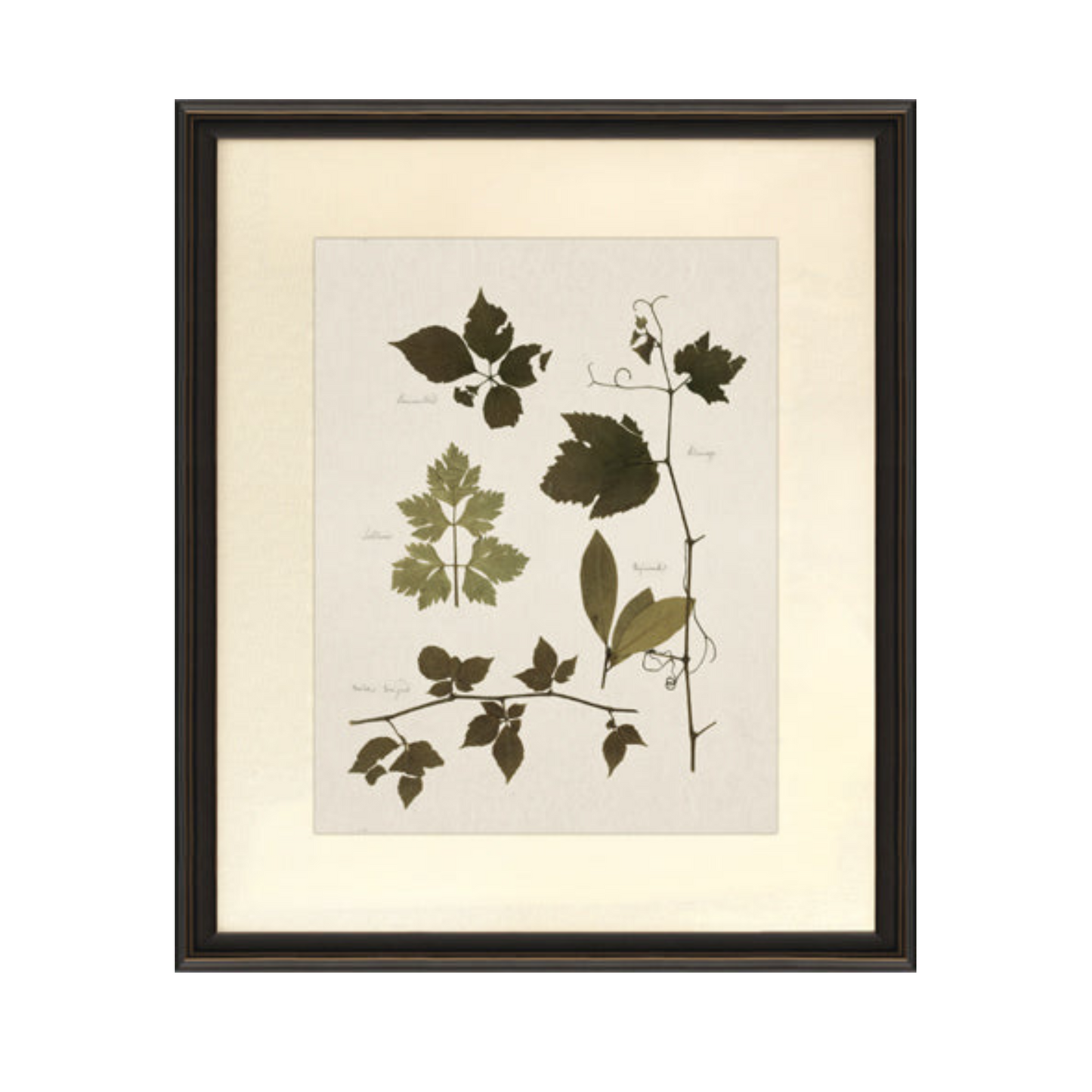 Botanical Framed Print 🇨🇦🇨🇦