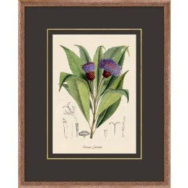 Figures of Flora 2