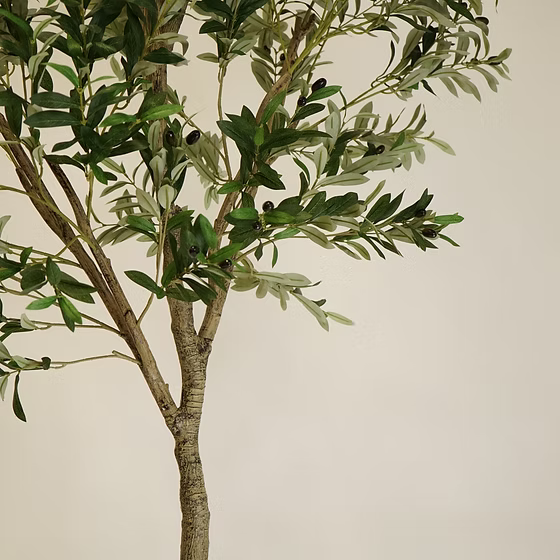 Olive Tree faux