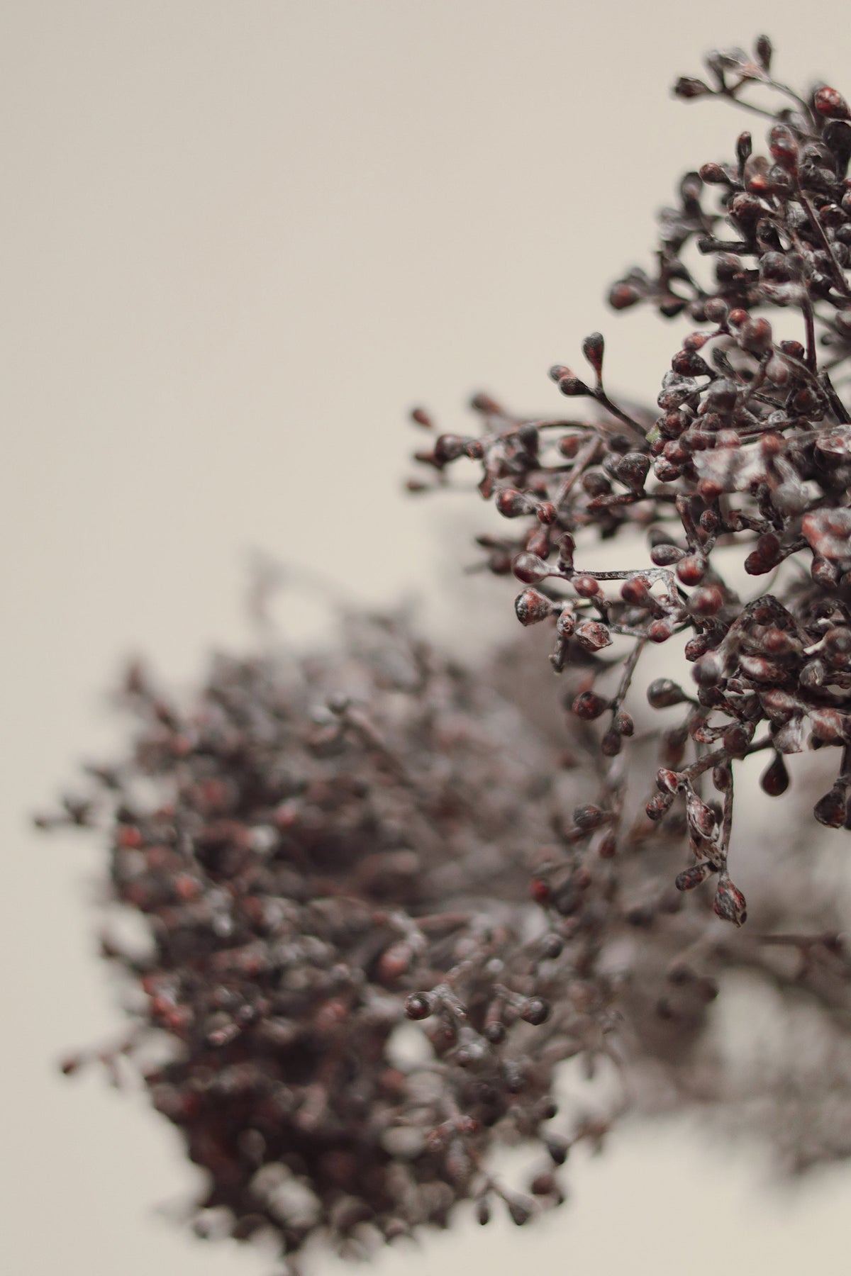 Viburnum Berry Stem, Deep Purple