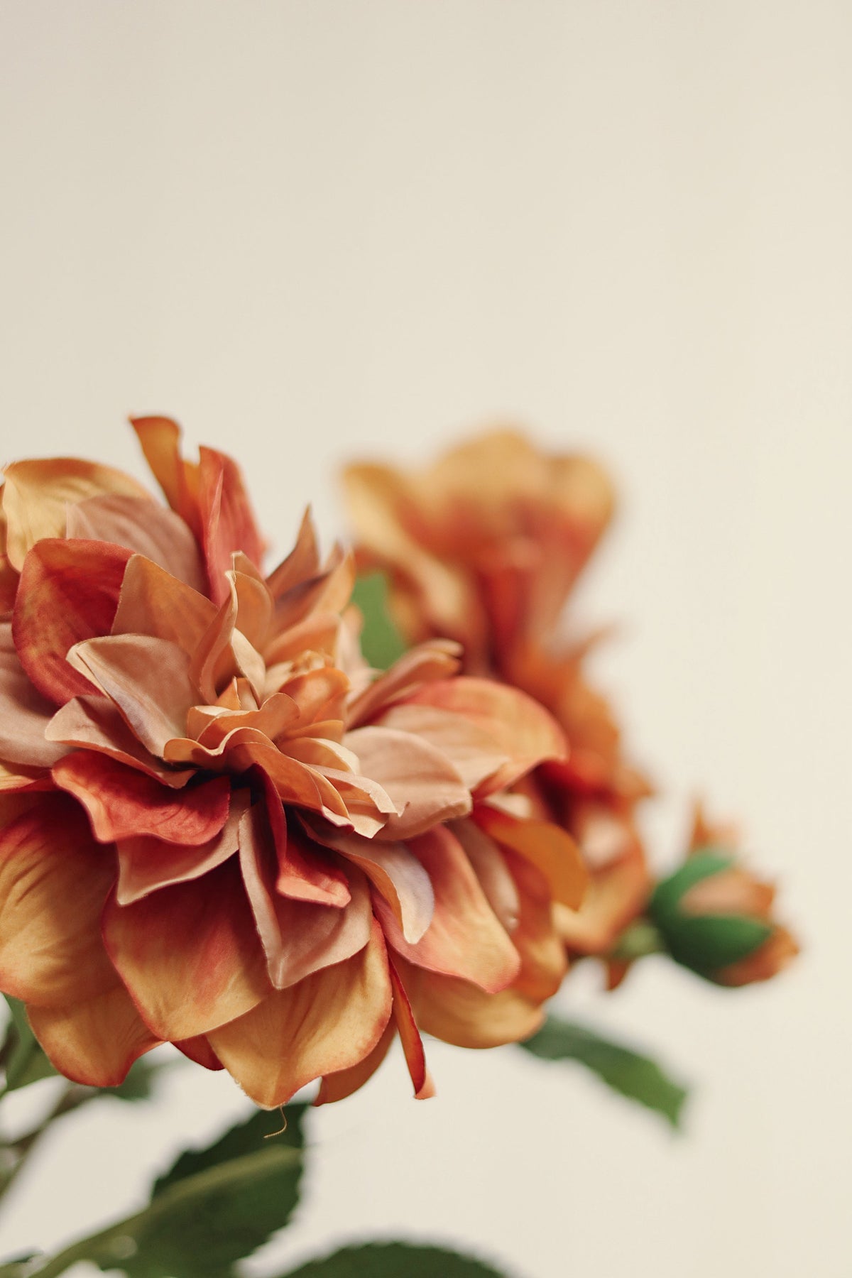 Dahlia Stem, Terracotta