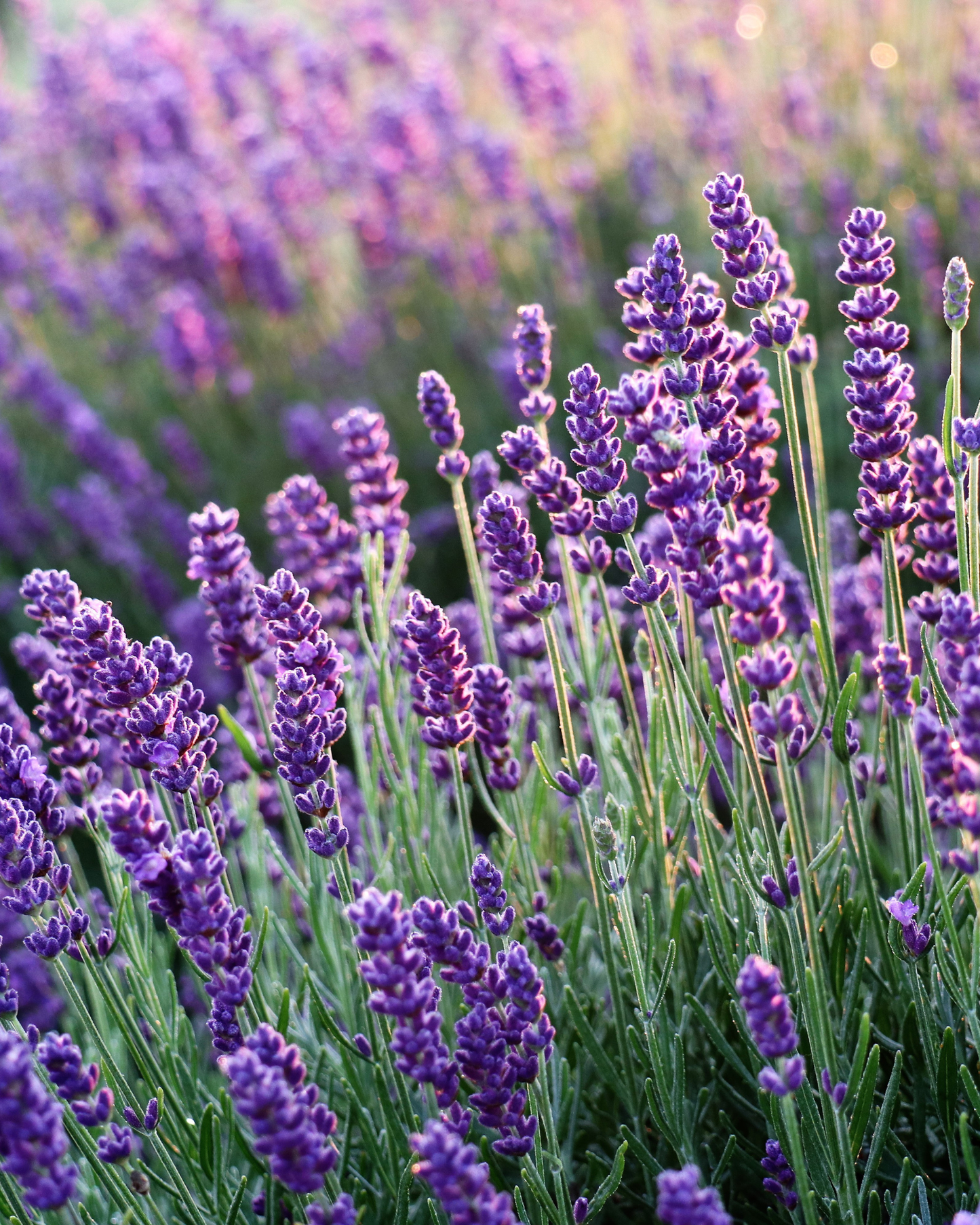 Beauty Sleep Reed Diffuser Lavender Bergamot Chamomile Cedar