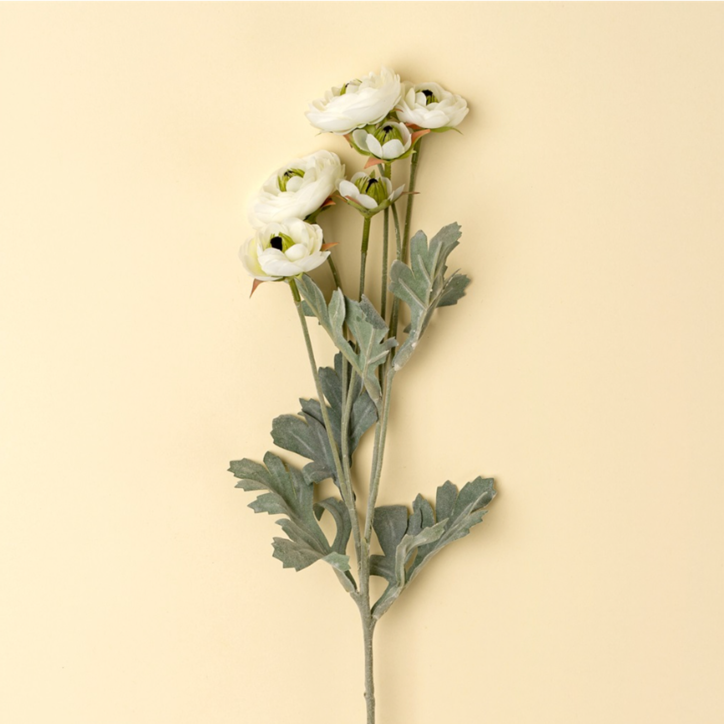 Ranunculus Spray, White