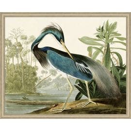 Audubons Blue Heron 1