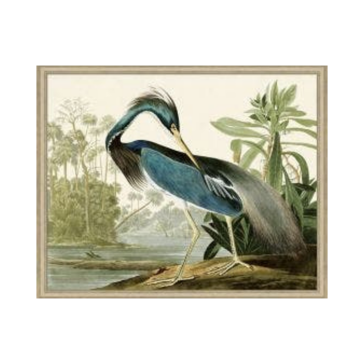 Audubons Blue Heron 1