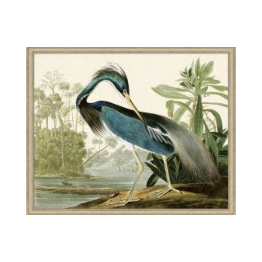 Audubons Blue Heron 1