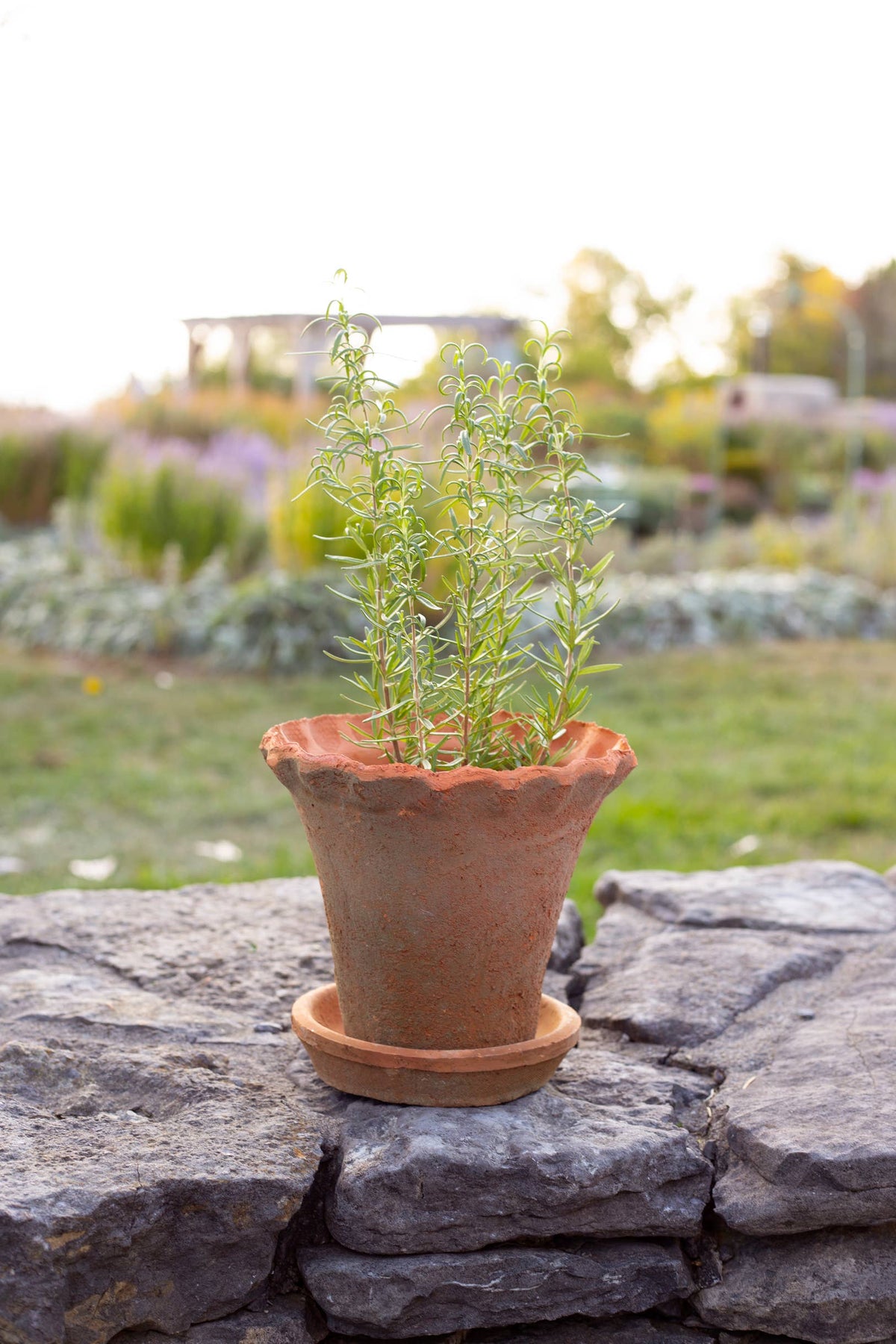SMALL FRILLY EDGE REDSTONE POT WITH SAUCER