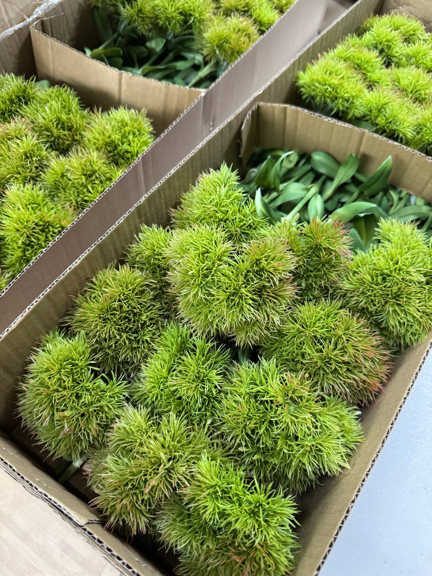 21.5" Realistic Faux Dianthus Green Ball Fresh Green stem