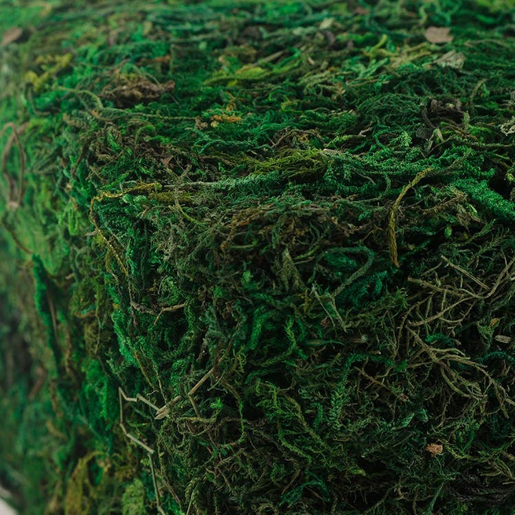 10oz or 1lb Bulk Pack-Naturally Preserved Green Moss