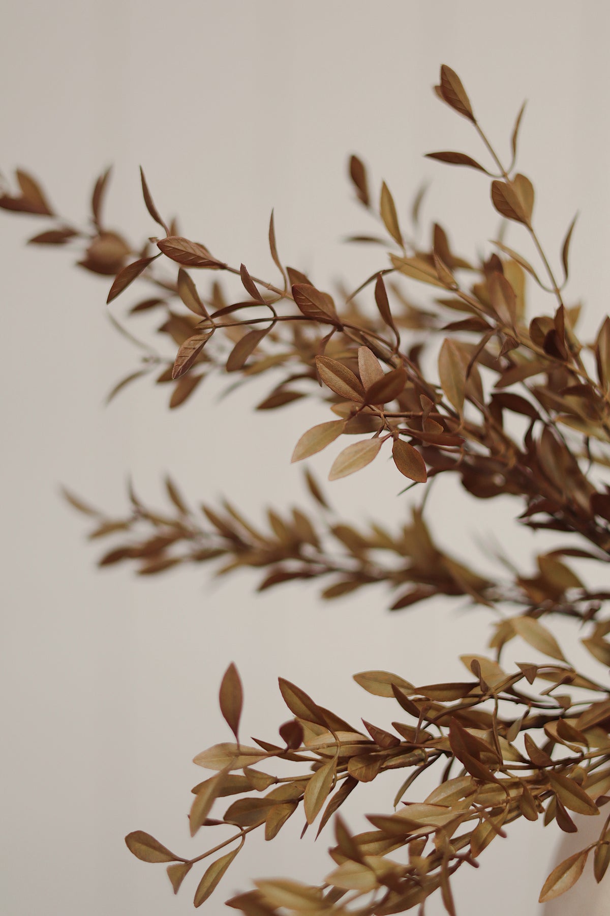 Willow Leaf Spray, Harvest