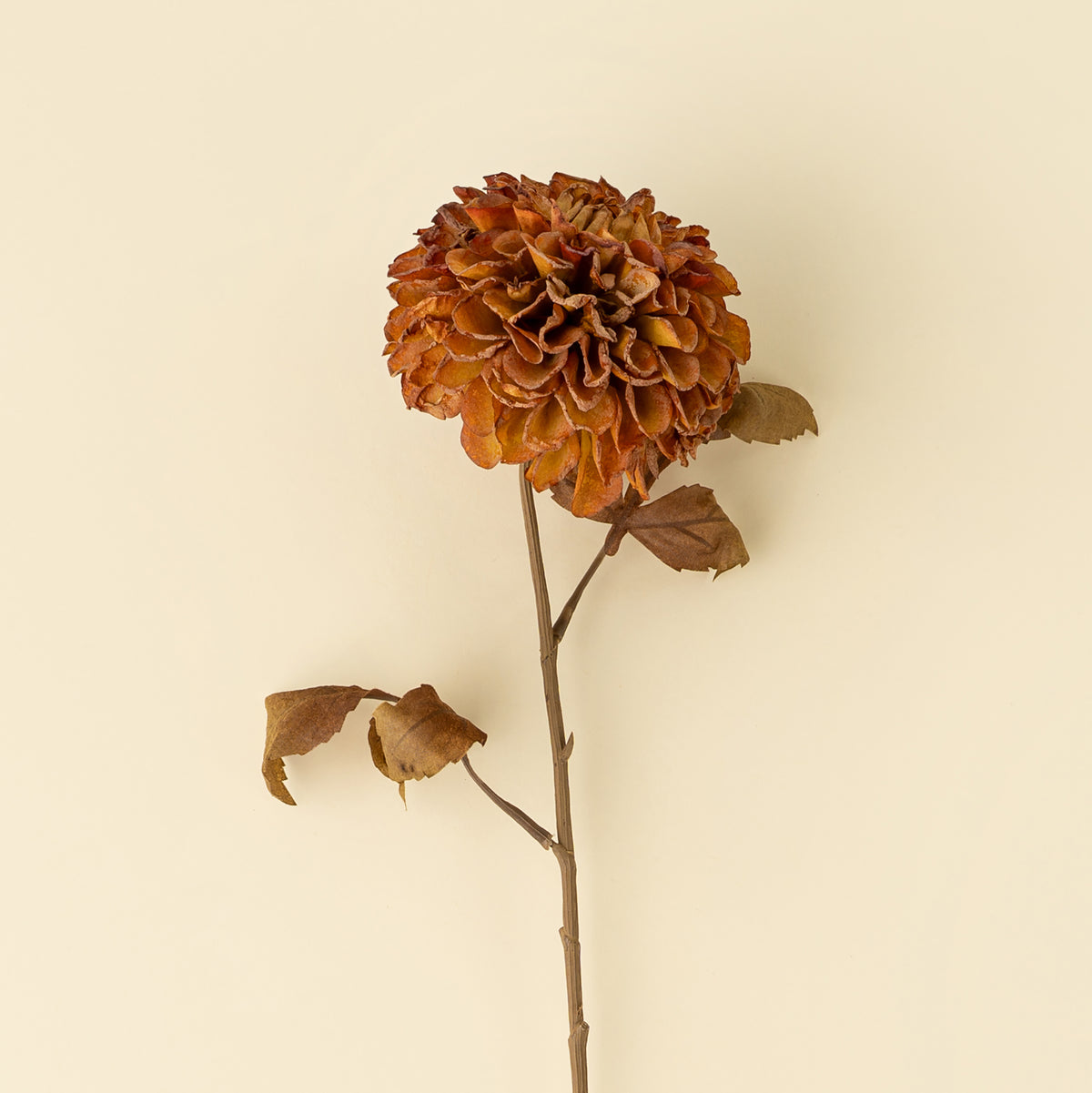 Pompon Dahlia Stem, Brown