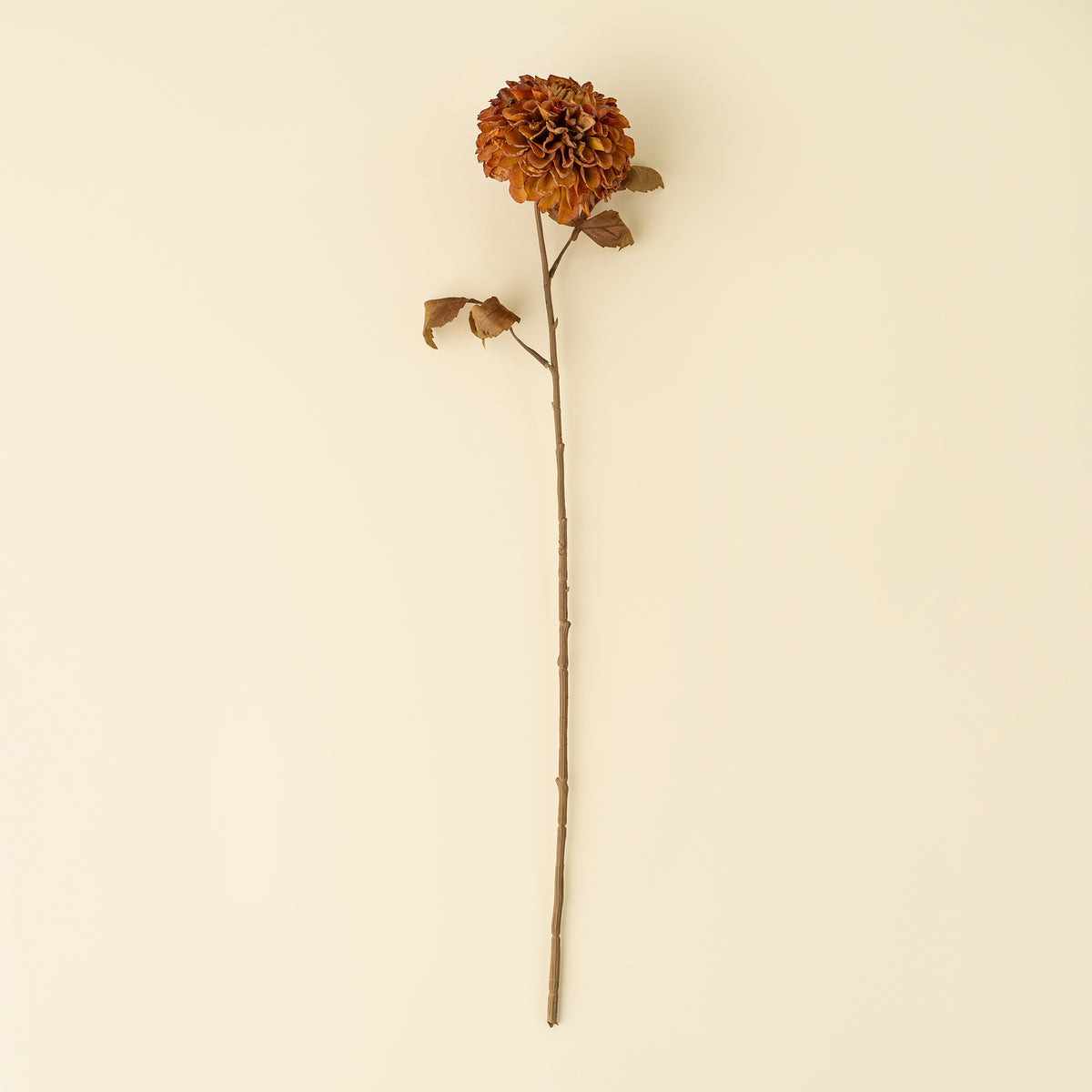 Pompon Dahlia Stem, Brown