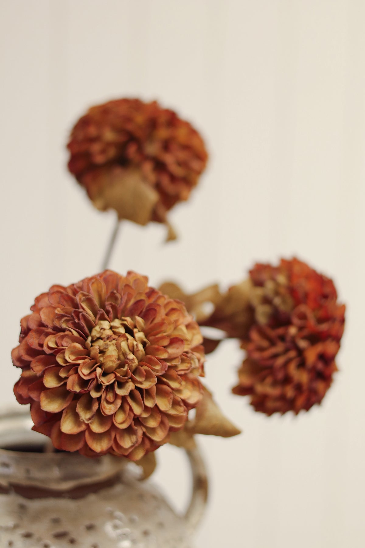 Pompon Dahlia Stem, Brown