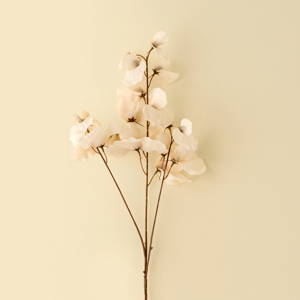 Sweet Pea Stem