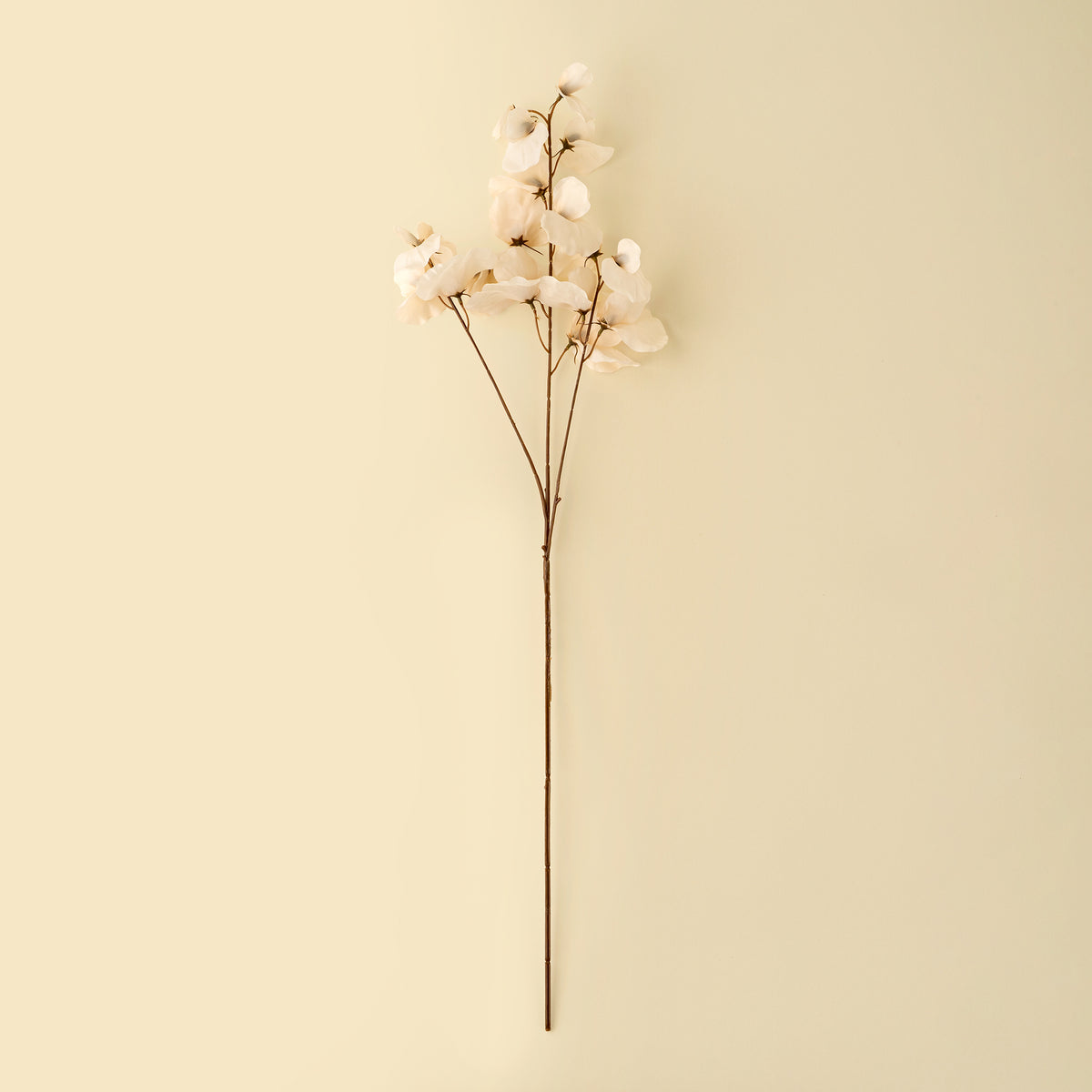 Sweet Pea Stem