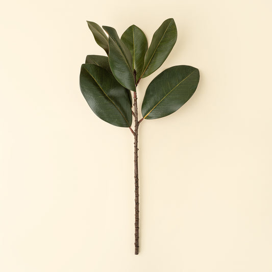 Magnolia Leaf Branch