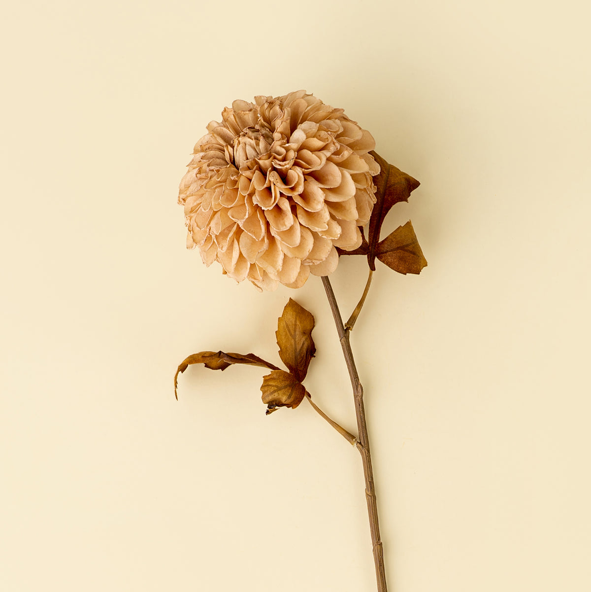 Pompon Dahlia Stem, Cream