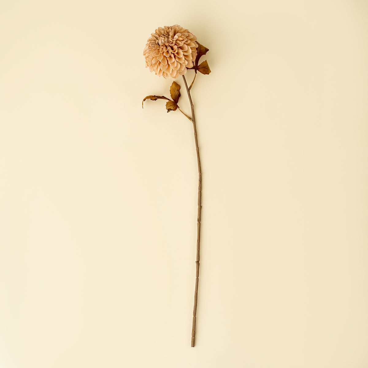 Pompon Dahlia Stem, Cream