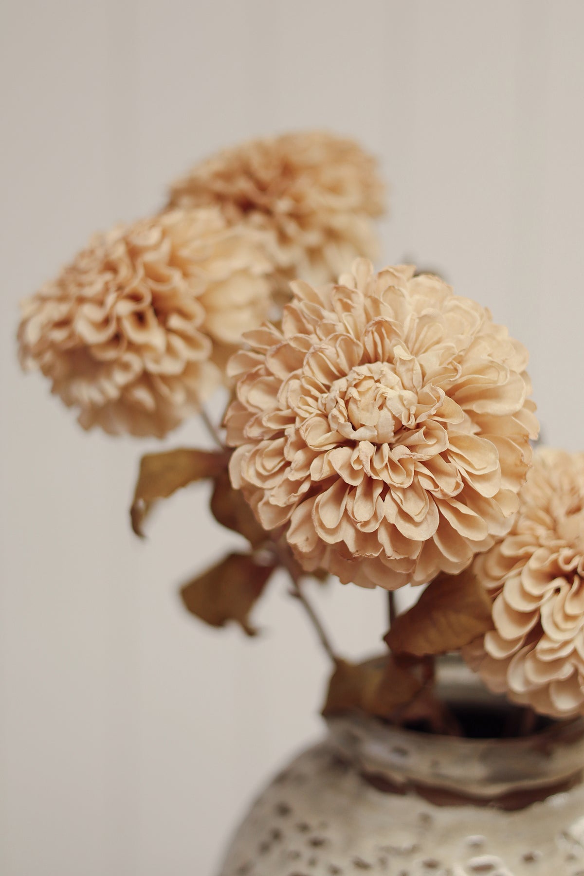 Pompon Dahlia Stem, Cream