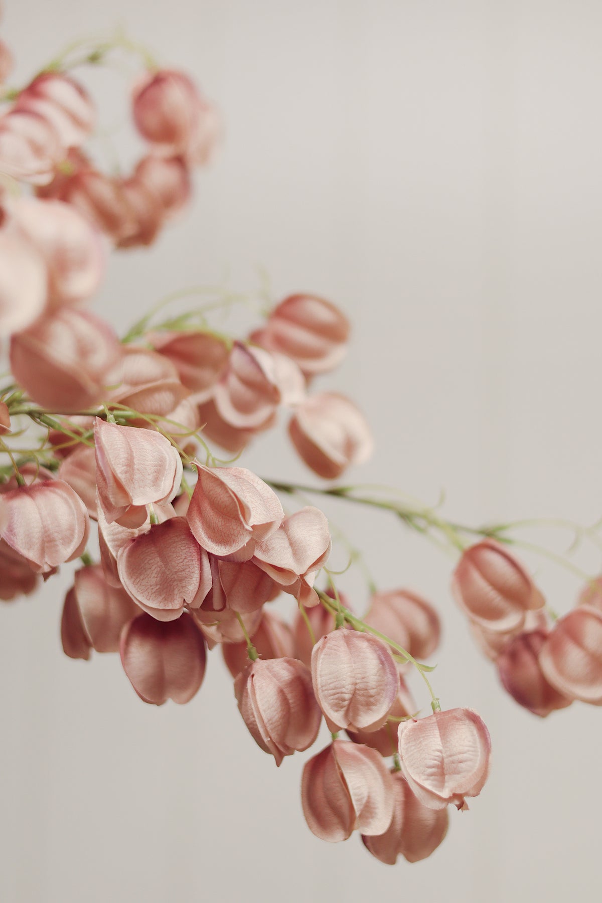Lantern Flower Stem, Dusty Pink
