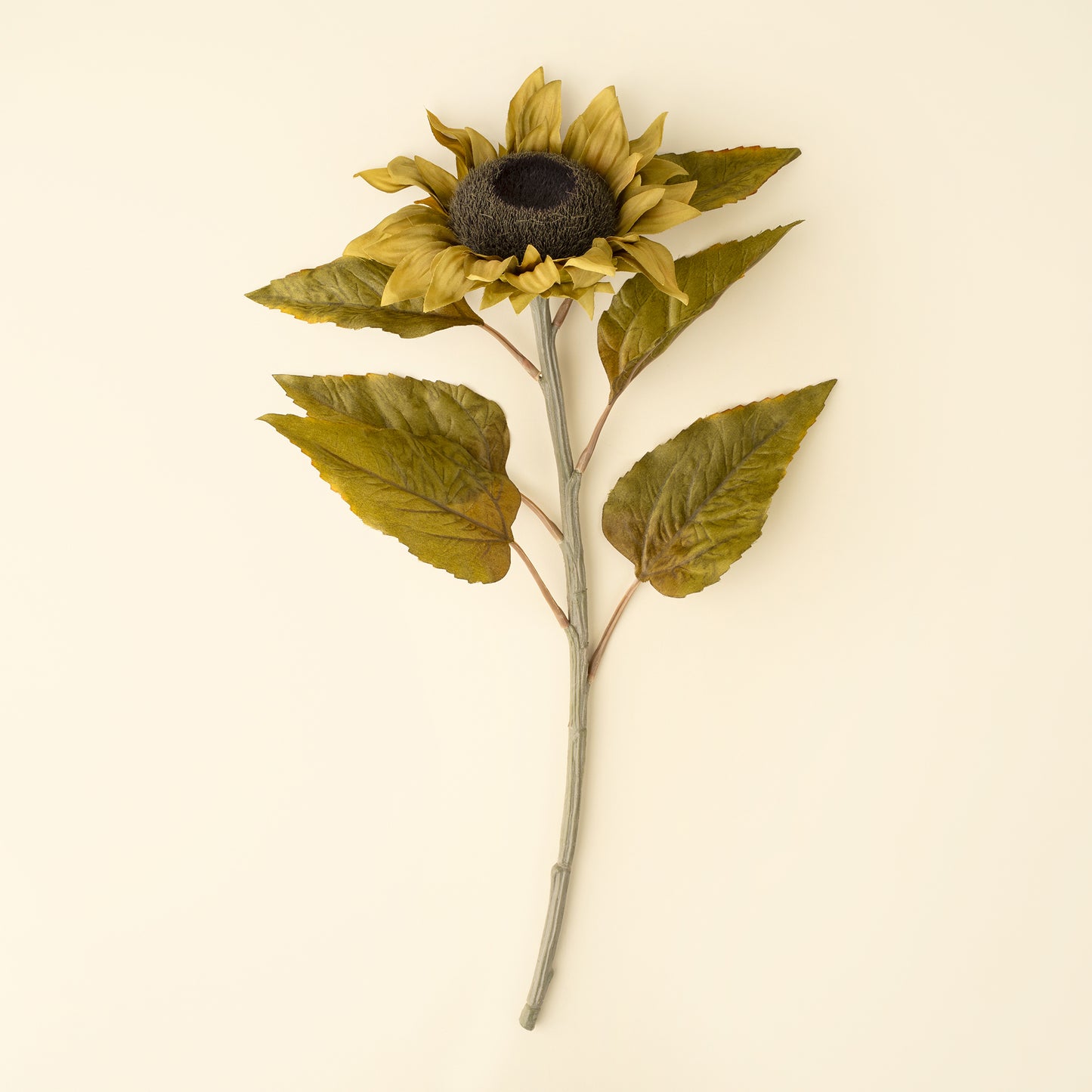 Harvest Sunflower Stem