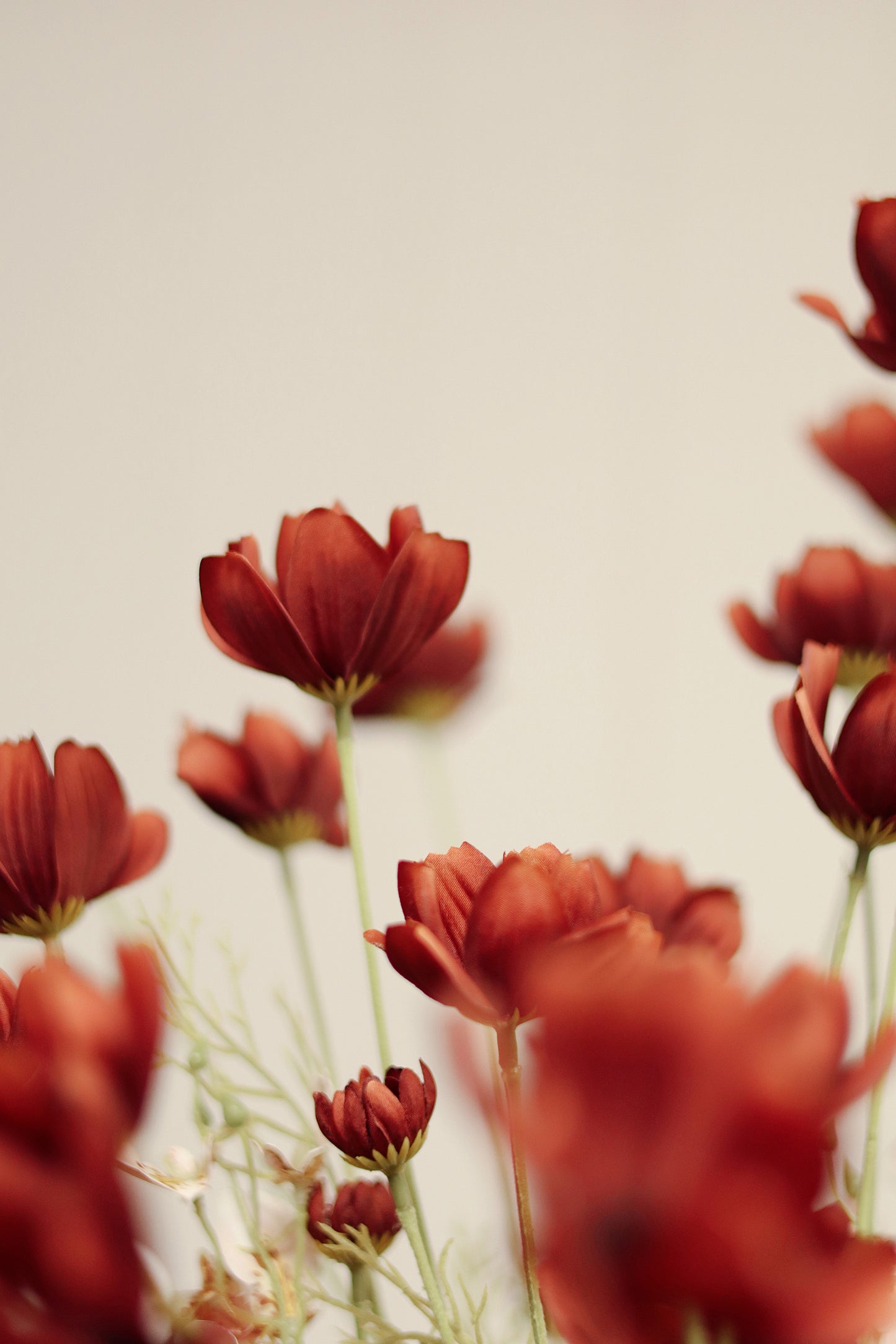 Calliopsis Spray, Rust Red