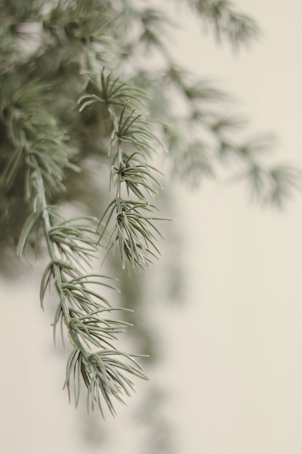Evergreen Larch Sprig