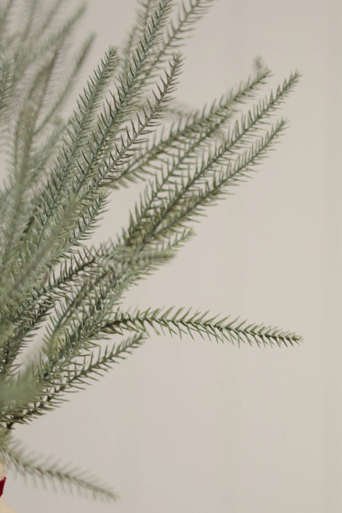 Norway Spruce Sprig