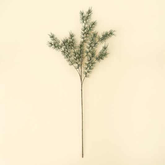 Cypress Sprig