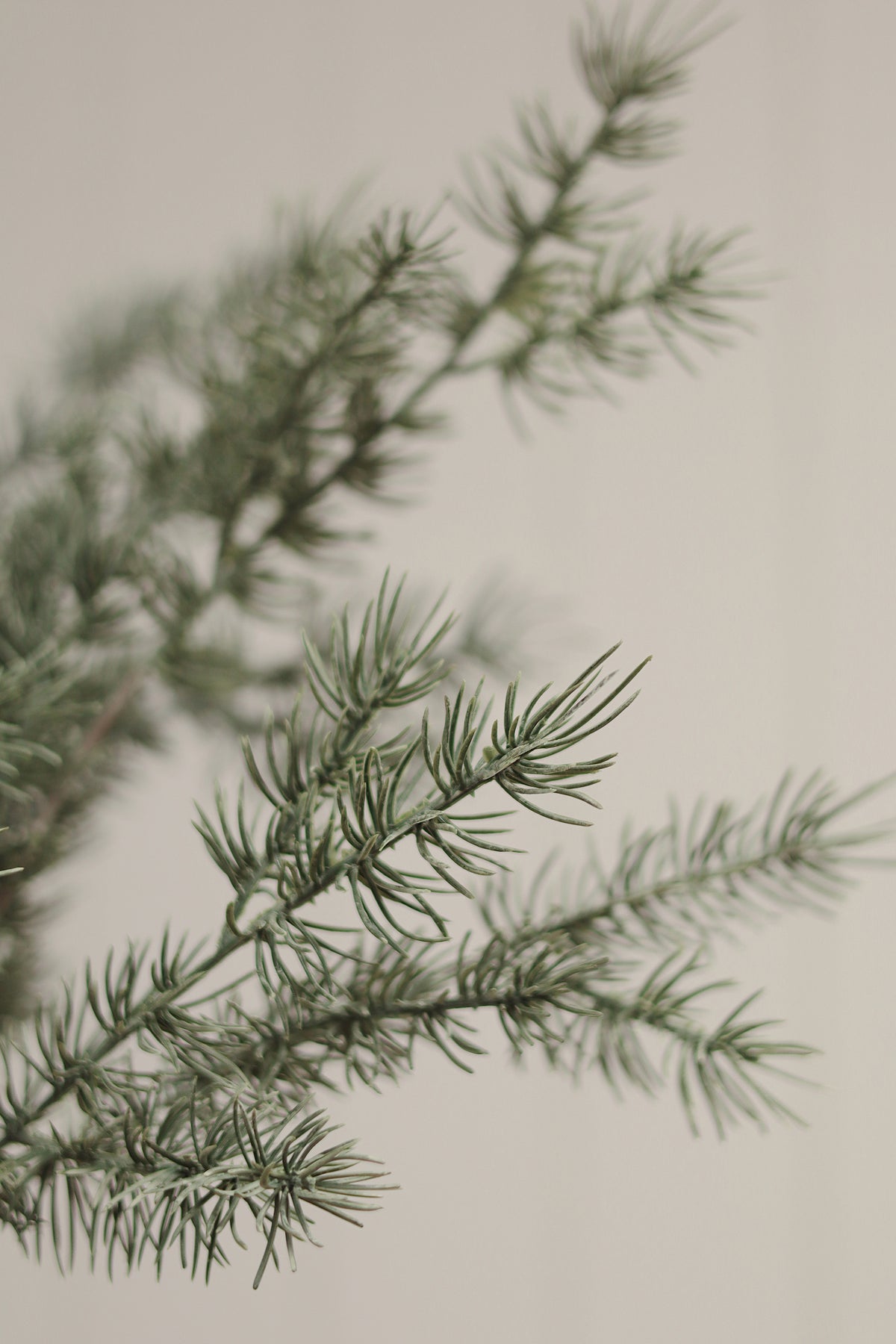 Cypress Sprig
