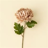 Chrysanthemum Stem, Dusty Pink