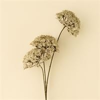 Queen Anne's Lace Spray