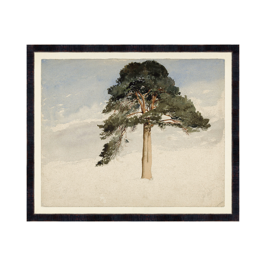 Scottish Fir Tree, 1849 Large
