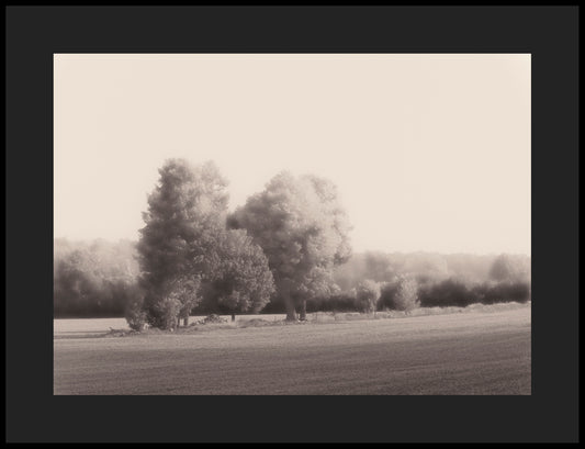 Summer Trees -Jack Clark Photography🇨🇦🇨🇦