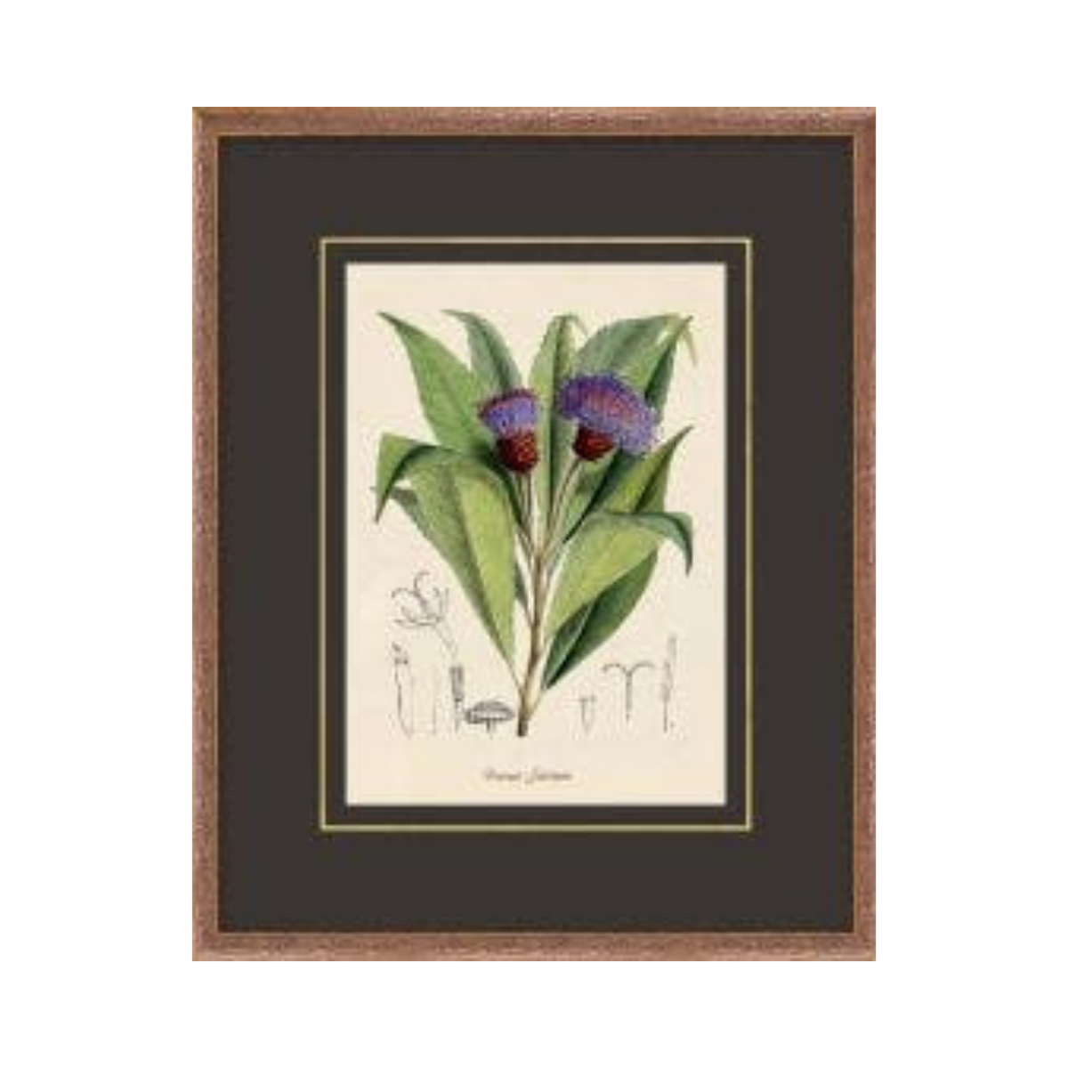 Figures of Flora 2