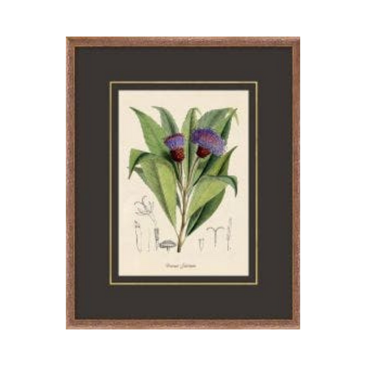 Figures of Flora 2
