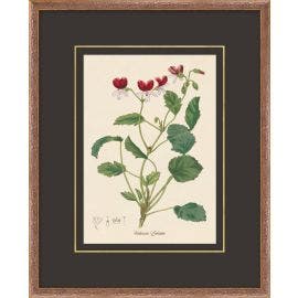 Figures of Flora 10