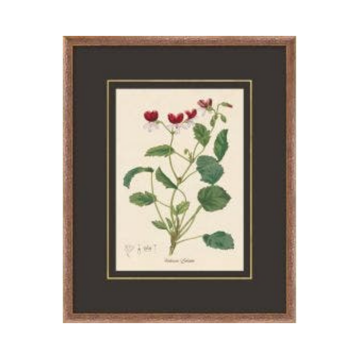 Figures of Flora 10