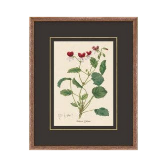 Figures of Flora 10