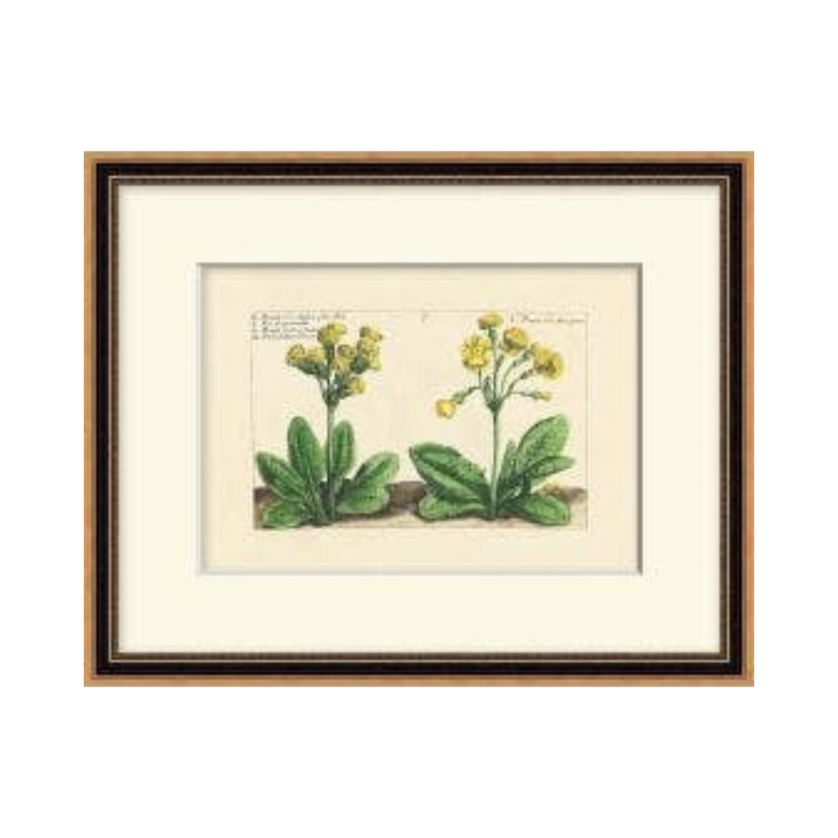 Heritage Blooms 2