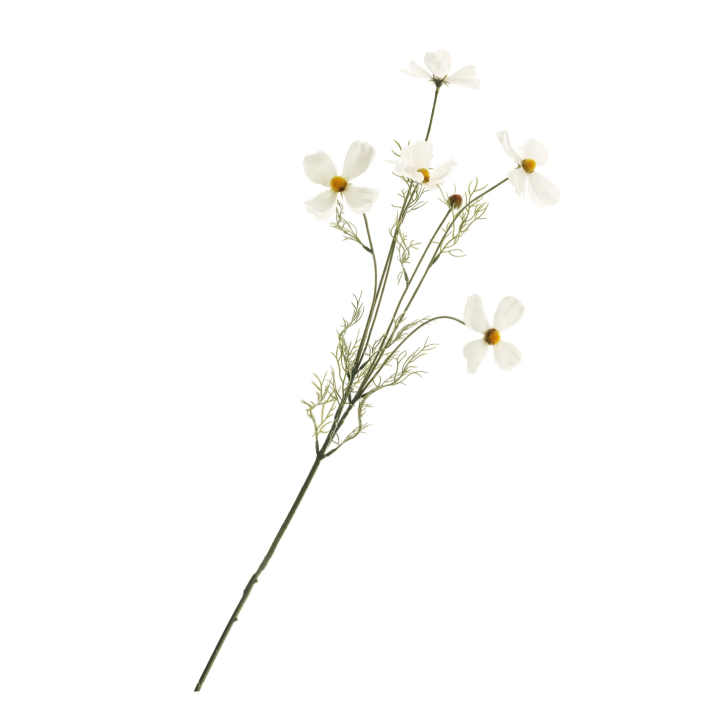 Bush Cosmos White