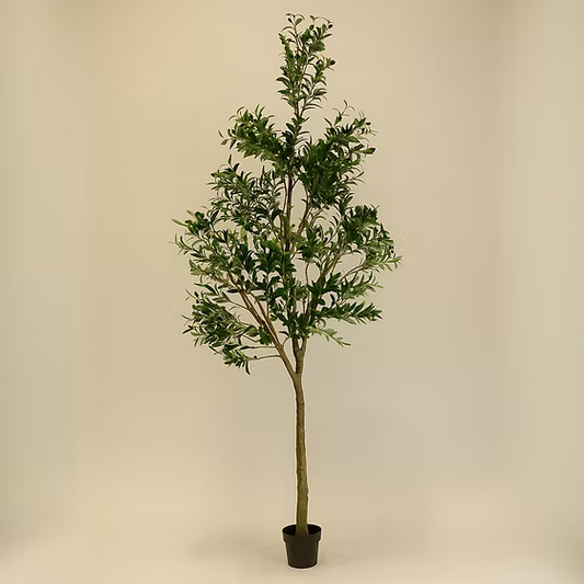 Olive Tree faux